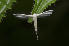 Pterophorus lacteipennis