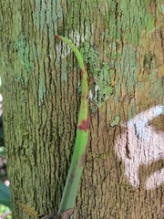 Philodendron ernestii