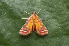 Ambia decoralis
