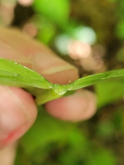Philodendron ernestii