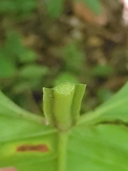 Philodendron ernestii