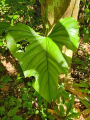 Philodendron ernestii