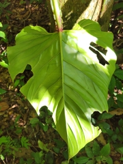 Philodendron ernestii