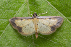 Nistra