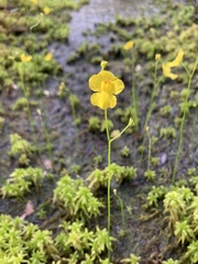 Utricularia striata