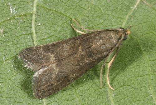 Eccopisa effractella Zeller, 1848