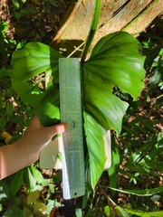 Philodendron ernestii