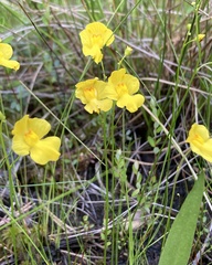 Utricularia striata