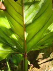 Philodendron ernestii