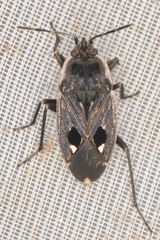 Graptopeltus lynceus