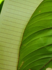 Philodendron ernestii