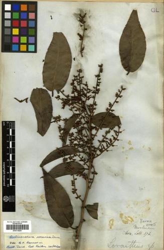 Helixanthera coccinea