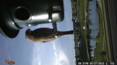 Haemorhous mexicanus