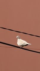 Streptopelia decaocto