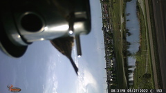 Haemorhous mexicanus