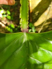 Philodendron ernestii
