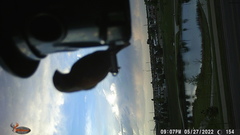 Haemorhous mexicanus