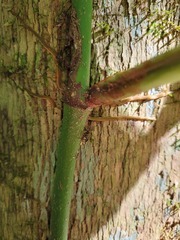 Philodendron ernestii