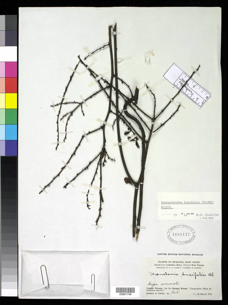 Dendrotrophe buxifolia (Dendrotrophe buxifolia)