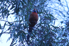 Platycercus elegans adelaidae