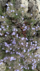 Limonium cordatum