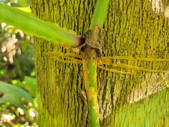 Philodendron ernestii