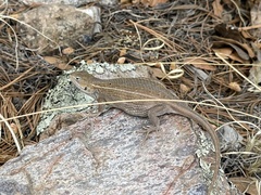 Sceloporus slevini