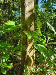 Philodendron ernestii