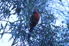 Platycercus elegans adelaidae