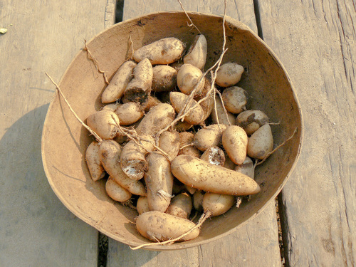Guinea arrowroot (Goeppertia allouia)