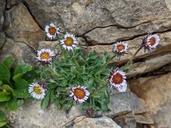 Erigeron uniflorus