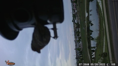 Haemorhous mexicanus