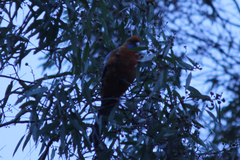 Platycercus elegans adelaidae