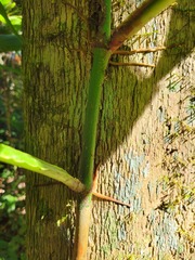 Philodendron ernestii