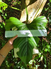 Philodendron ernestii