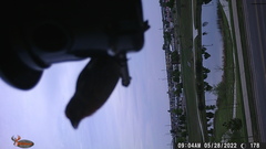 Haemorhous mexicanus