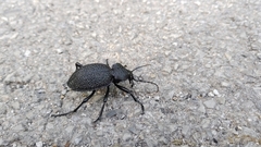 Carabus gigas