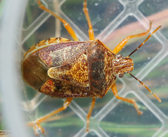 Podisus placidus