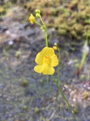 Utricularia striata