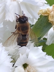 Apis mellifera