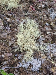 Alectoria ochroleuca