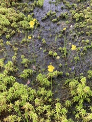 Utricularia striata