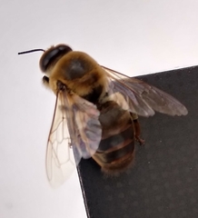 Apis mellifera