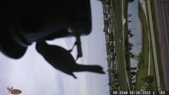 Haemorhous mexicanus