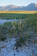 Crepis runcinata hallii