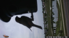 Haemorhous mexicanus