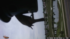 Haemorhous mexicanus