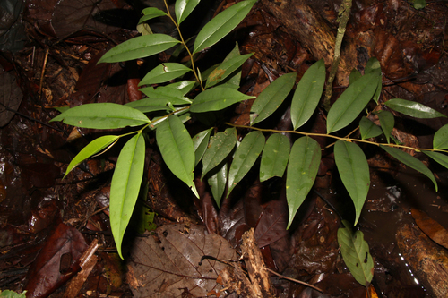 Xylopia fusca