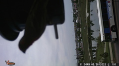 Haemorhous mexicanus