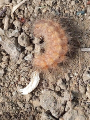 Lepidoptera